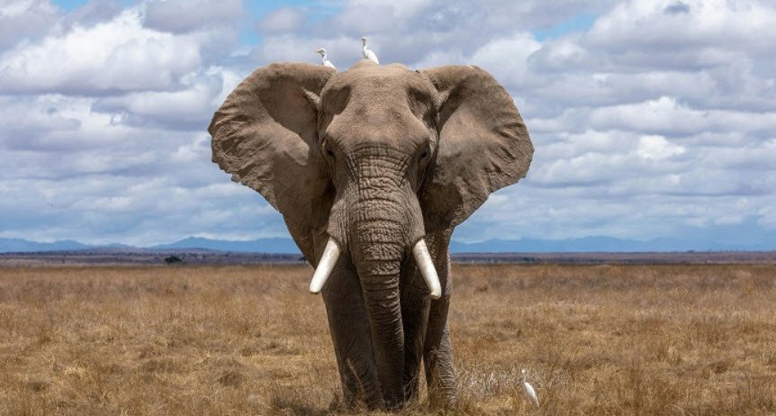 Garamba National Park, Haut-Uele Province, DR Congo
